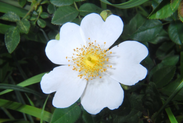 Rosa sempervirens